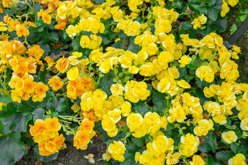 Fototapeta premium The Varieties of potted yellow colored begonia flowers in garden