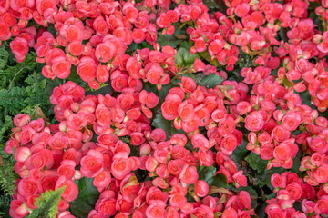 Fototapeta premium The Varieties of potted pink colored begonia flowers in garden