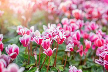 The colorful variegated cyclamen flowers in the garden. - obrazy, fototapety, plakaty