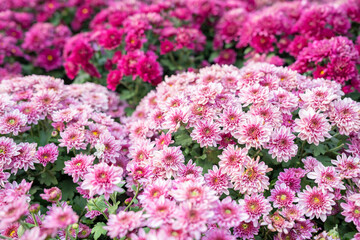 Obraz premium The Chrysanthemum pattern in flowers park. Cluster of pink chrysanthemum flowers.