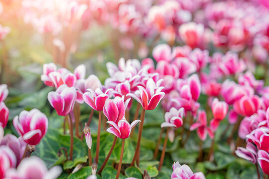 The colorful variegated cyclamen flowers in the garden.