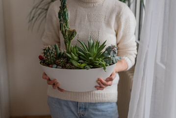 Person holding potted plant. Hands of a woman holding a pot with different types of cacti. Woman in a white sweater stands near the  window. Close up.
