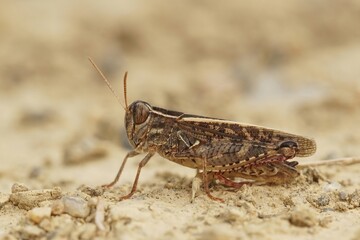 Closeup on a large bulke short horned Mediterranean Calliptamus grasshopper