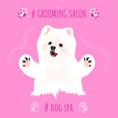 Pet Spa Grooming Salon. White pomeranian spitz for grooming salon. Pink background