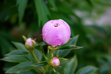 Paeonia officinalis or common garden peony pink flower in the garden design.