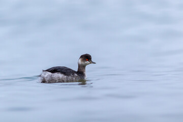 water bird looking for food to feed in the sea, Little Grebe, Tachybaptus ruficollis