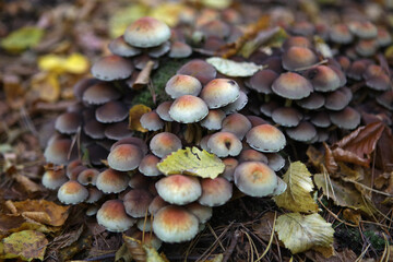 Poisonous mushrooms in the forest, Poland