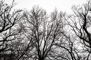 Fototapeta na wymiar bare tree branches against a blurred blue sky background