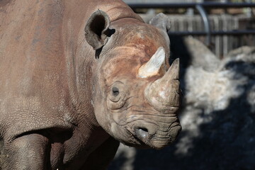 Obraz premium ヒガシクロサイ