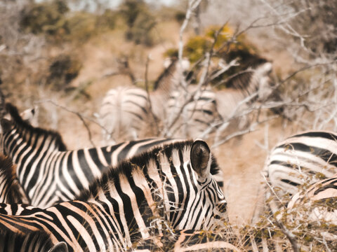 Zebraherde