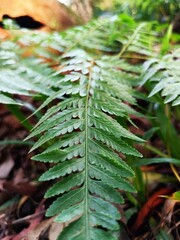 Green fern petals. Close up of fern leaf naturally growing in the  garden. Fern on the background of green plants.