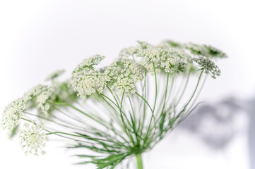 レースフラワー
