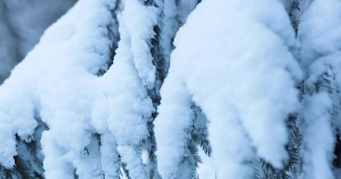 Zoom in on snow covered tree after cold freezing winter night. High quality 4k footage