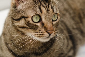 Close-up portrait of a beautiful domestic cat with green eyes