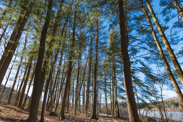 Fototapeta premium winter season in the woods, hiking trail, winter activity theme.