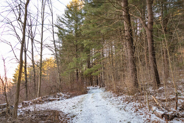 Fototapeta na wymiar winter season in the woods, hiking trail, winter activity theme.
