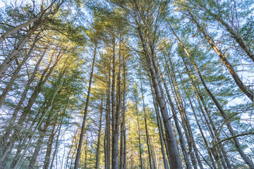 Fototapeta premium looking up on pines tees wide angle winter season copy space 