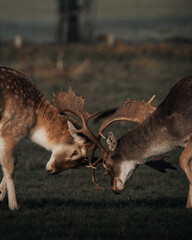 Deer fighting in Richmond park, London, england.