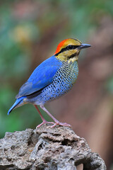 Blue Pitta Bird