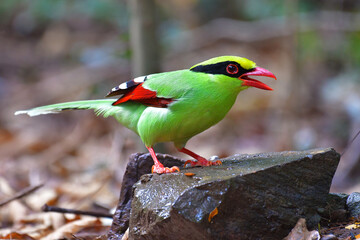 Common Green Magpie Bird