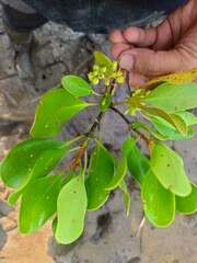 Macro white Mangrove. Laguncularia racemosa