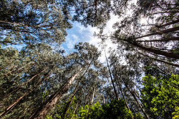 2022 08 22 Madeira eucalyptus forest