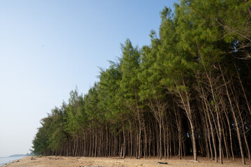 Pine trees in row. Casuarina Equisetifolia tree in row beside beach