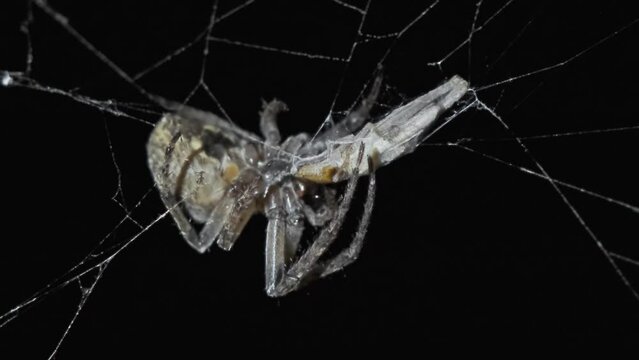 Spider sitting on web at night and eating prey