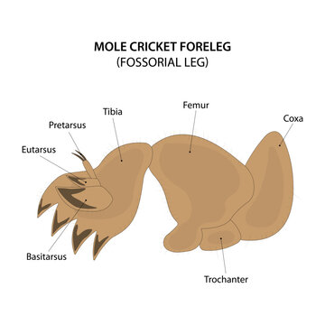 Mole cricket foreleg. Fossorial leg.