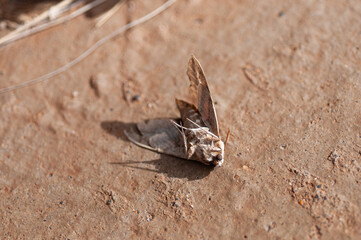 Mariposa