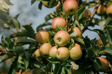 Many colorful ripe juicy apples on a branch in the garden ready for harvest in autumn. Apple orchard