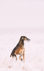 Hunting Sighthound Hortaya Borzaya Dog During Hare-hunting At Winter Day In Snowy Field.