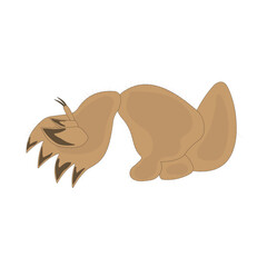 Mole cricket foreleg. Fossorial leg.