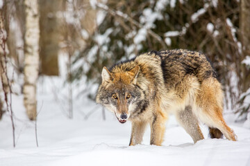 European wolf Canis Lupus in natural habitat. Wild life. Timber wolf in snowy winter forest.