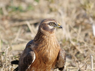 Aguilucho cenizo 