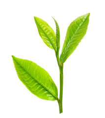 fresh green tea leaf isolated on transparent png
