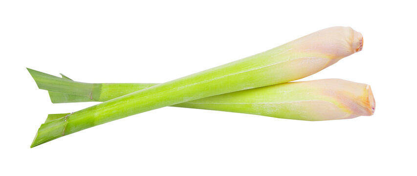 Lemon grass on transparent png