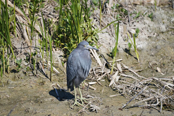 Little Blue Heron standing on mudflats