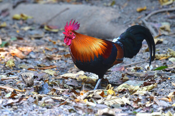 Red Junglefowl Bird