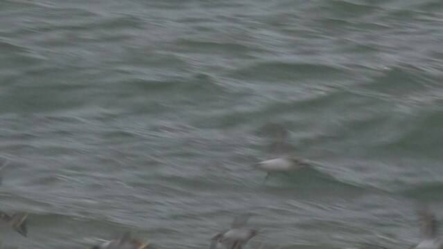 Flock of wading birds on the shoreline after roosting dunlin on the water as wild animals and endangered bird   England UK 4K
