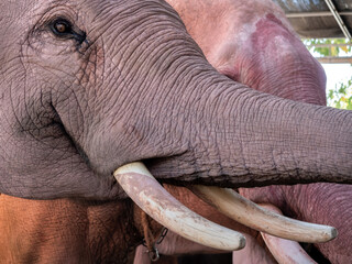 Close-up eye, proboscis and tusks and skin surface of white elephant, animal portrait. Close up...