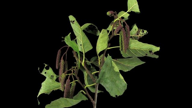 Time lapse of drying Alder tree leaves in RGB + ALPHA matte format isolated on black background
