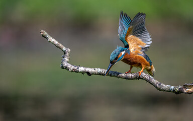 Kingfisher about to dive