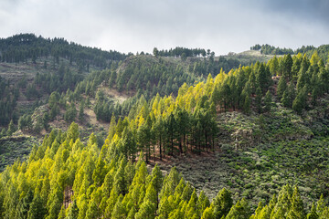 view of the mountains with pine trees from the top of gran canaria