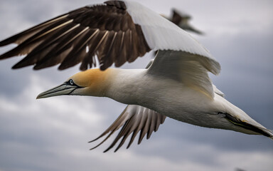 Northern Gannet