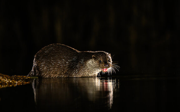 Eurasian otter fishing at night
