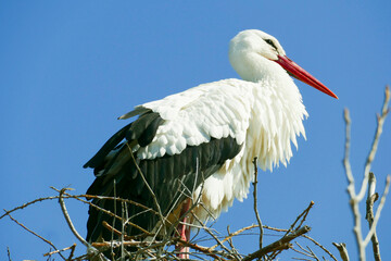 stork breeding in his nest