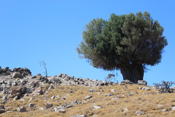 olive tree on the hill