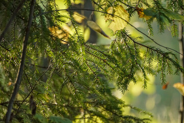autumn in the forest