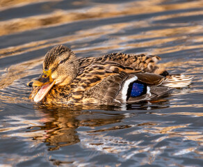 Female Mallard Quacking
